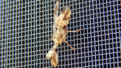 Paramantispa decorata