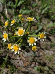 Senecio integerrimus ochroleucus