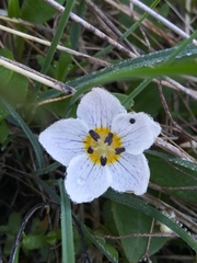 Claytonia lanceolata