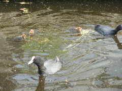 Fulica atra