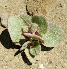 Atriplex saccaria