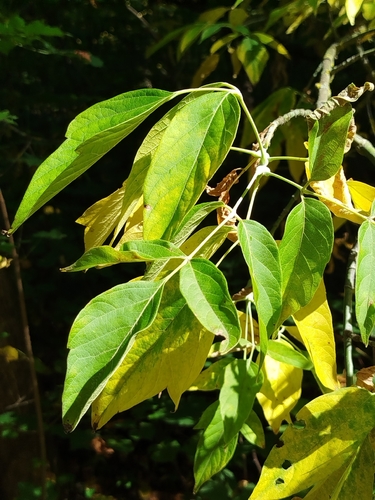 box elder