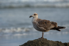 Larus dominicanus