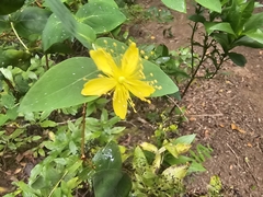 Hypericum grandifolium