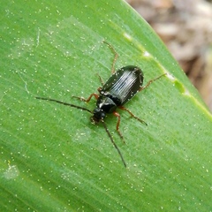 Gonodera luperus