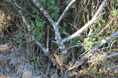 Forestiera phillyreoides