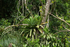 Vriesea gigantea