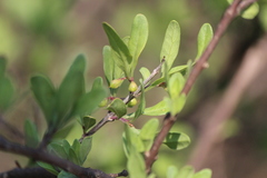 Forestiera phillyreoides