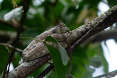 Itapotihyla langsdorffii