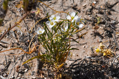 Nerisyrenia linearifolia