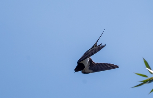 Barn Swallow