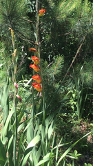 Gladiolus dalenii