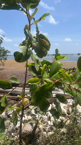 White Mangrove