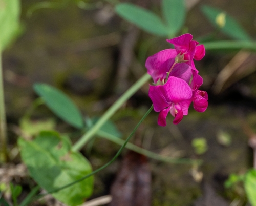 tuberous pea