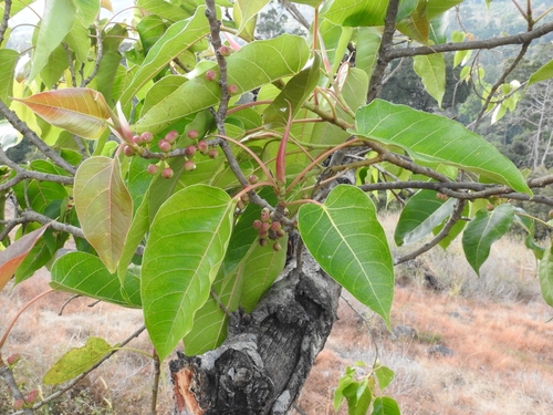Ficus arnottiana
