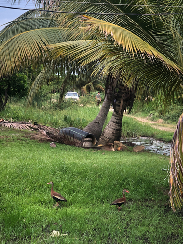 Black-bellied Whistling-Duck