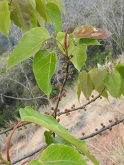 Ficus arnottiana, photograph (c) rajesh rocky, some rights reserved (CC BY)