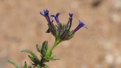 Allophyllum gilioides gilioides