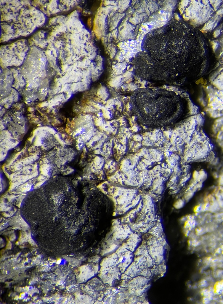 Lecidea promiscens