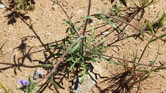 Allophyllum gilioides gilioides