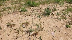 Allophyllum gilioides gilioides