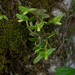 Epidendrum strobiliferum - Photo (c) João Vitor Andriola, algunos derechos reservados (CC BY-NC), subido por João Vitor Andriola