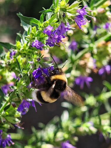 Buff-tailed Bumble Bee