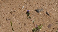 Allophyllum gilioides gilioides