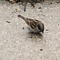 Passer domesticus
