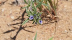 Allophyllum gilioides gilioides