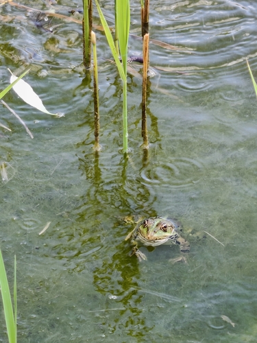 Marsh Frog