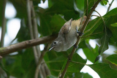 Myrmotherula unicolor