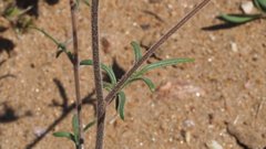 Allophyllum gilioides gilioides