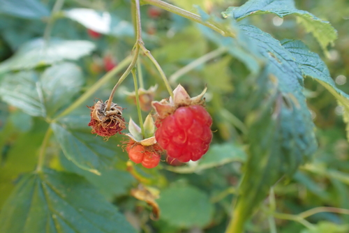 red raspberry