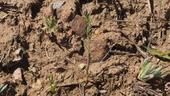 Allophyllum gilioides gilioides