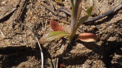 Allophyllum gilioides gilioides