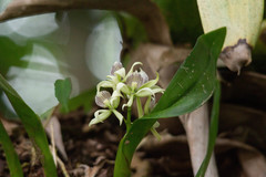 Prosthechea fragrans