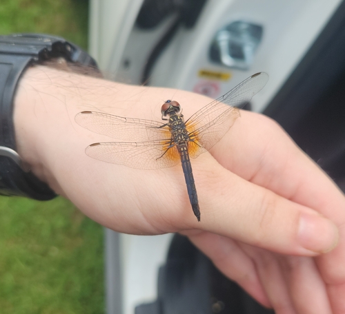 Blue Dasher