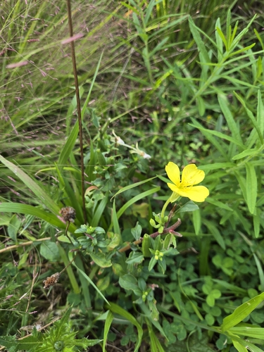 Oenothera parviflora, photograph 2