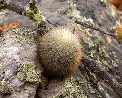 Mammillaria densispina