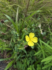 (c) Alexander Diaz, some rights reserved (CC BY) Oenothera parviflora, photograph (c) Alexander Diaz, some rights reserved (CC BY)