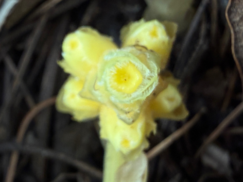 pinesap