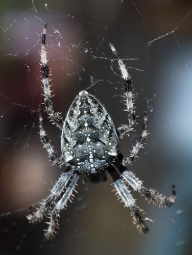 Cross Orbweaver