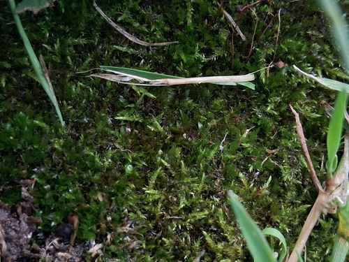 Amblystegium serpens observed 2026-08-20