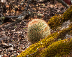 Mammillaria densispina