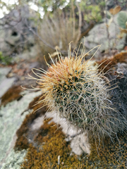Coryphantha clavata stipitata