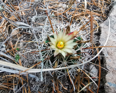 Coryphantha clavata stipitata