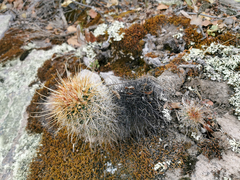 Coryphantha clavata stipitata