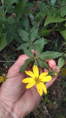 Coreopsis verticillata