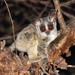 Northern Lesser Galago - Photo (c) Martin Grimm, some rights reserved (CC BY-NC)